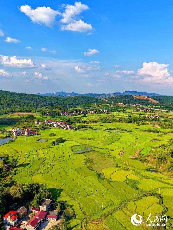 配资指数 江西泰和：晚稻渐黄 “丰”景愈浓